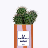 La meilleure colloc - Cactus