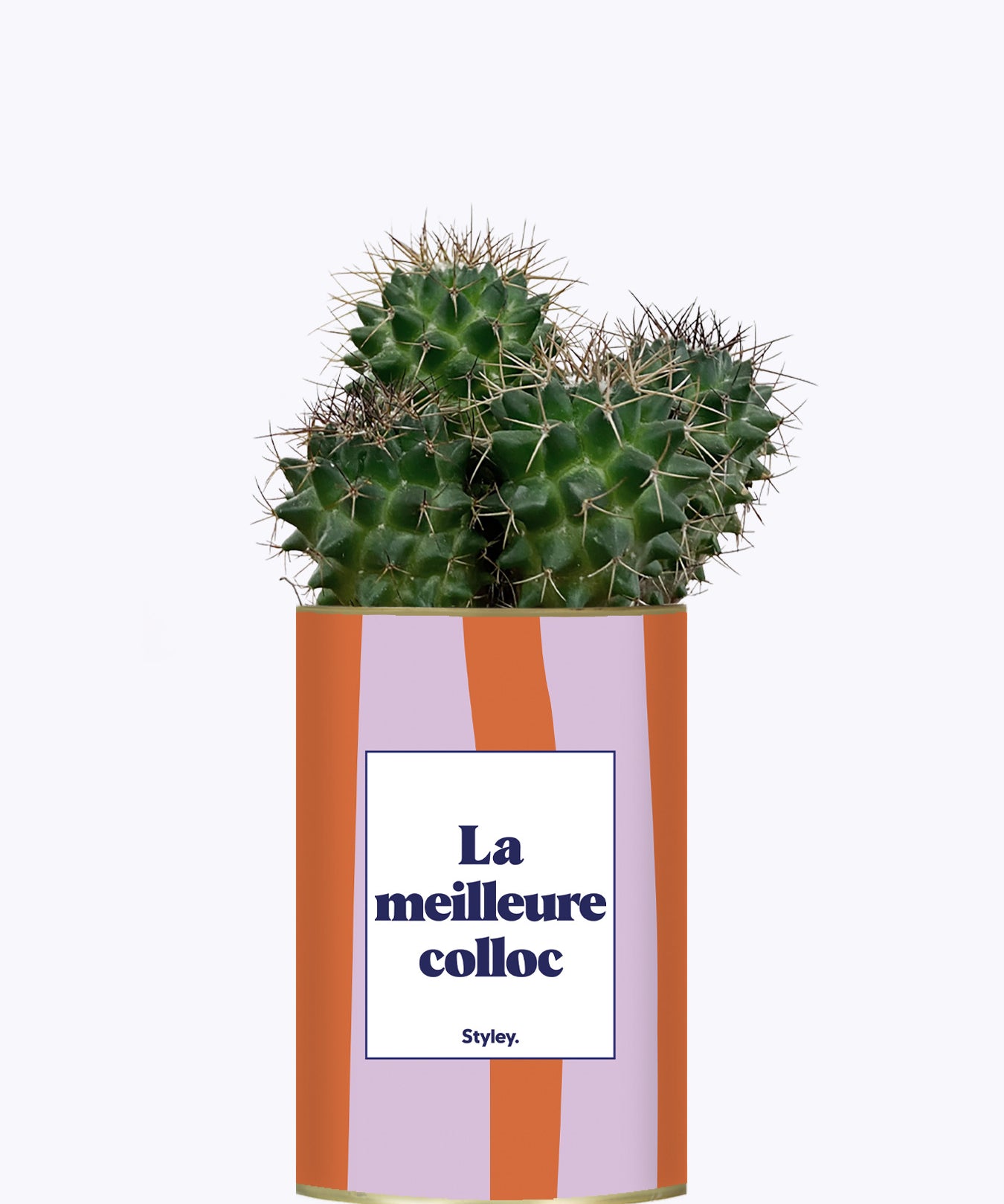 La meilleure colloc - Cactus