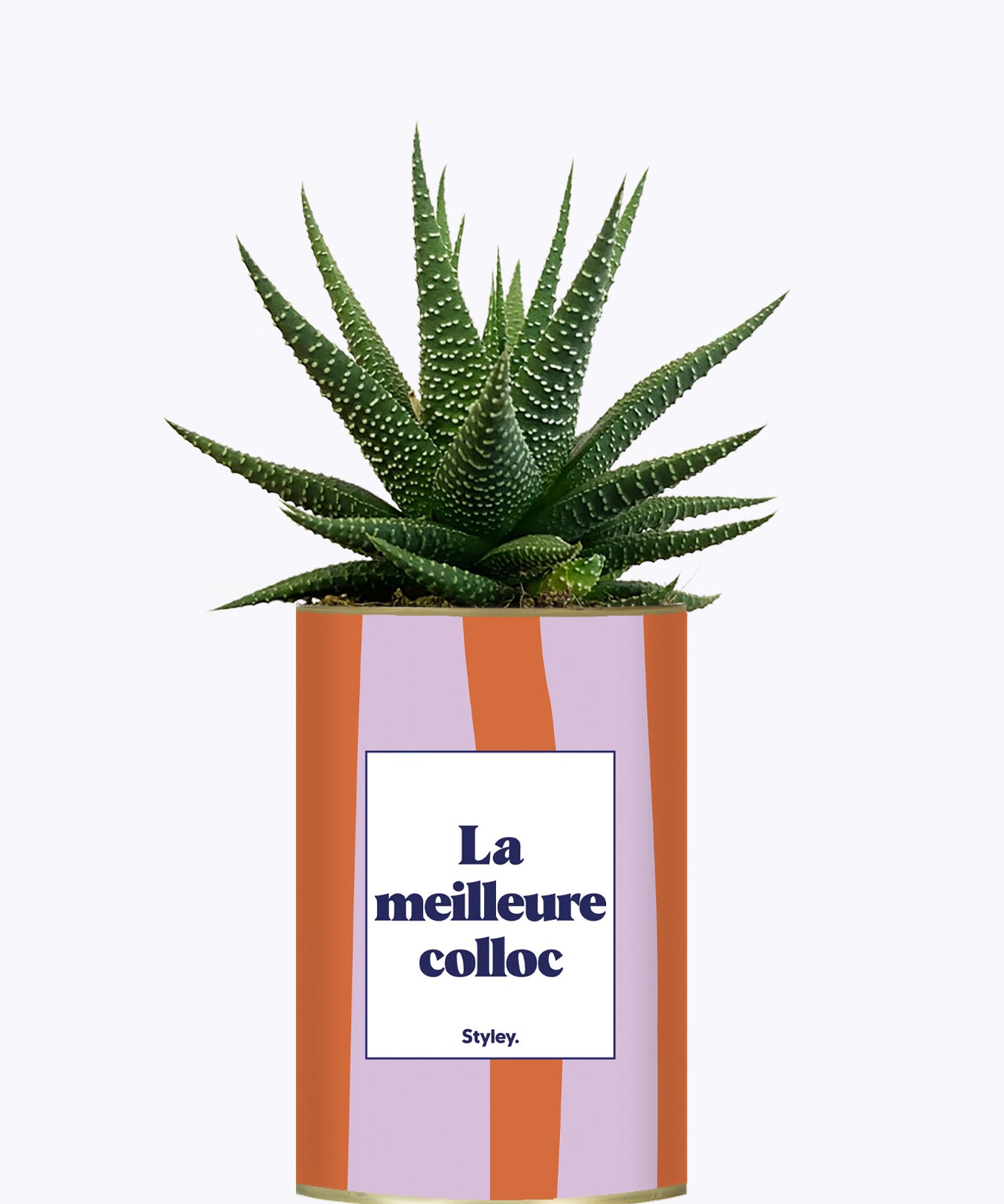 La meilleure colloc - Cactus