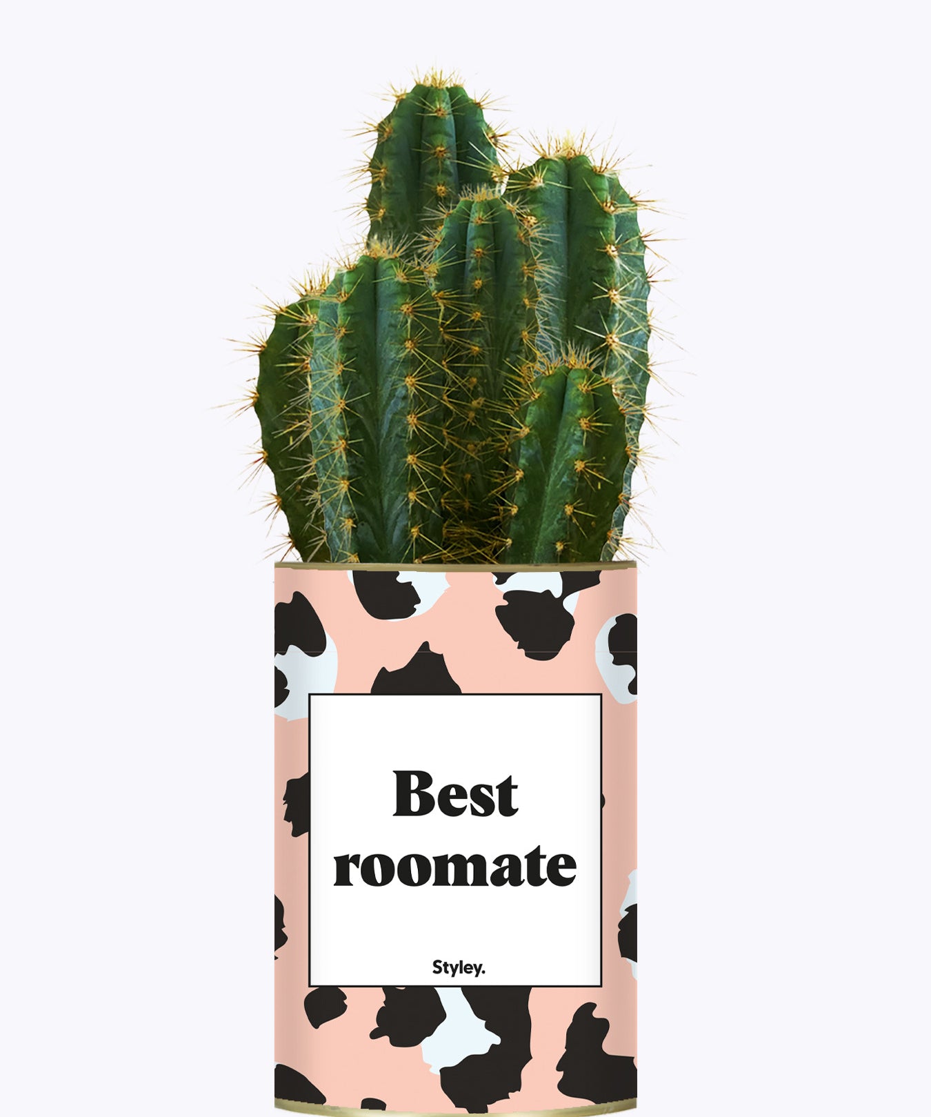 Best Roomate - Cactus