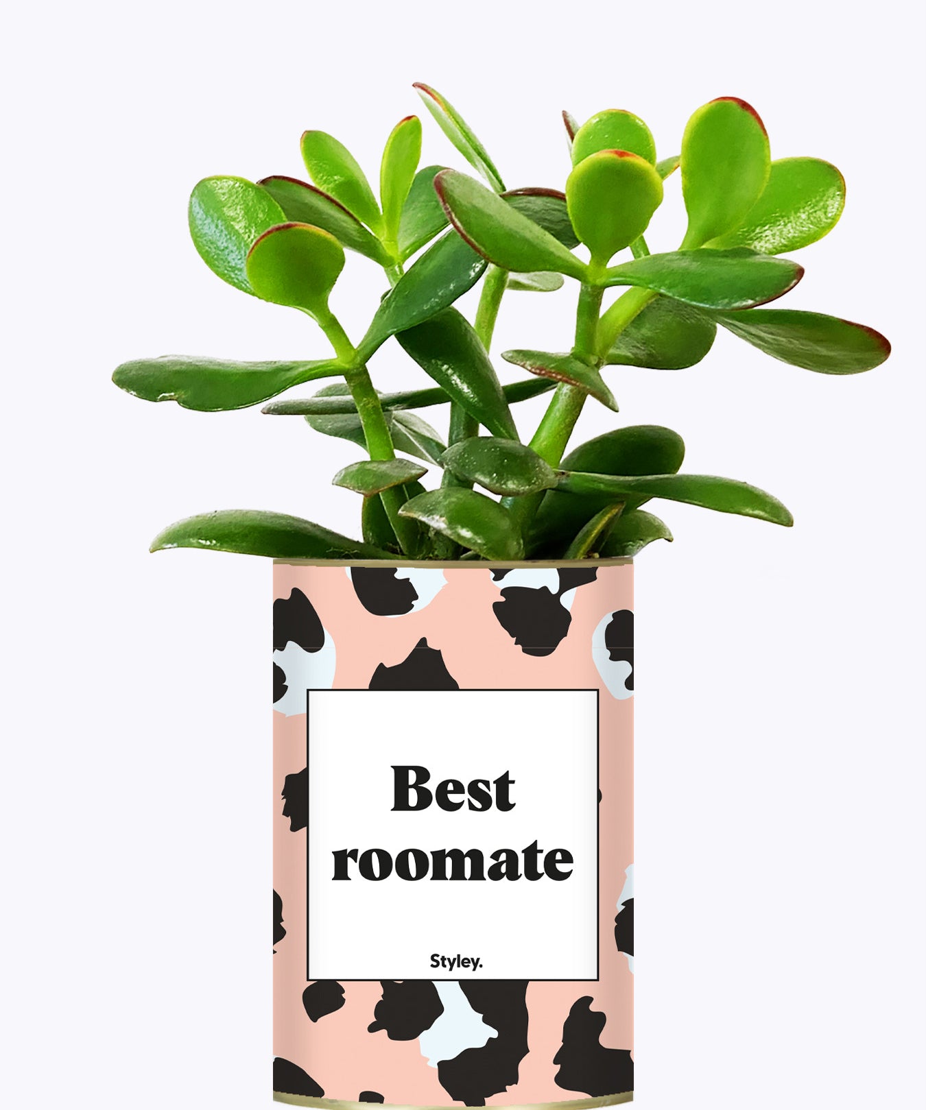 Best Roomate - Cactus