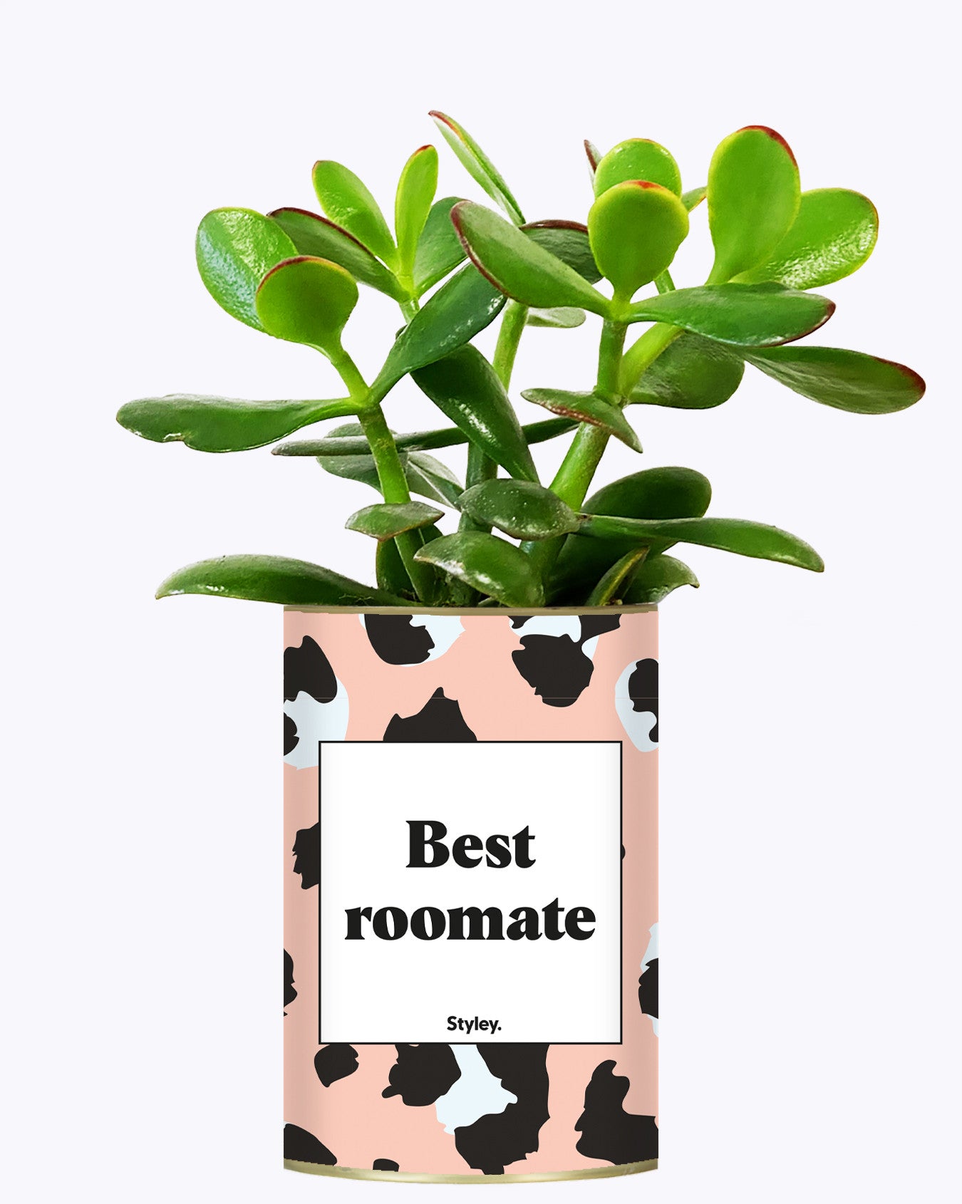 Best Roomate - Cactus