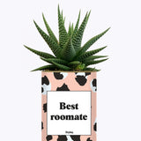Best Roomate - Cactus