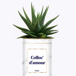 Colloc d'amour - Cactus