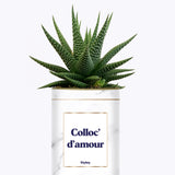 Colloc d'amour - Cactus