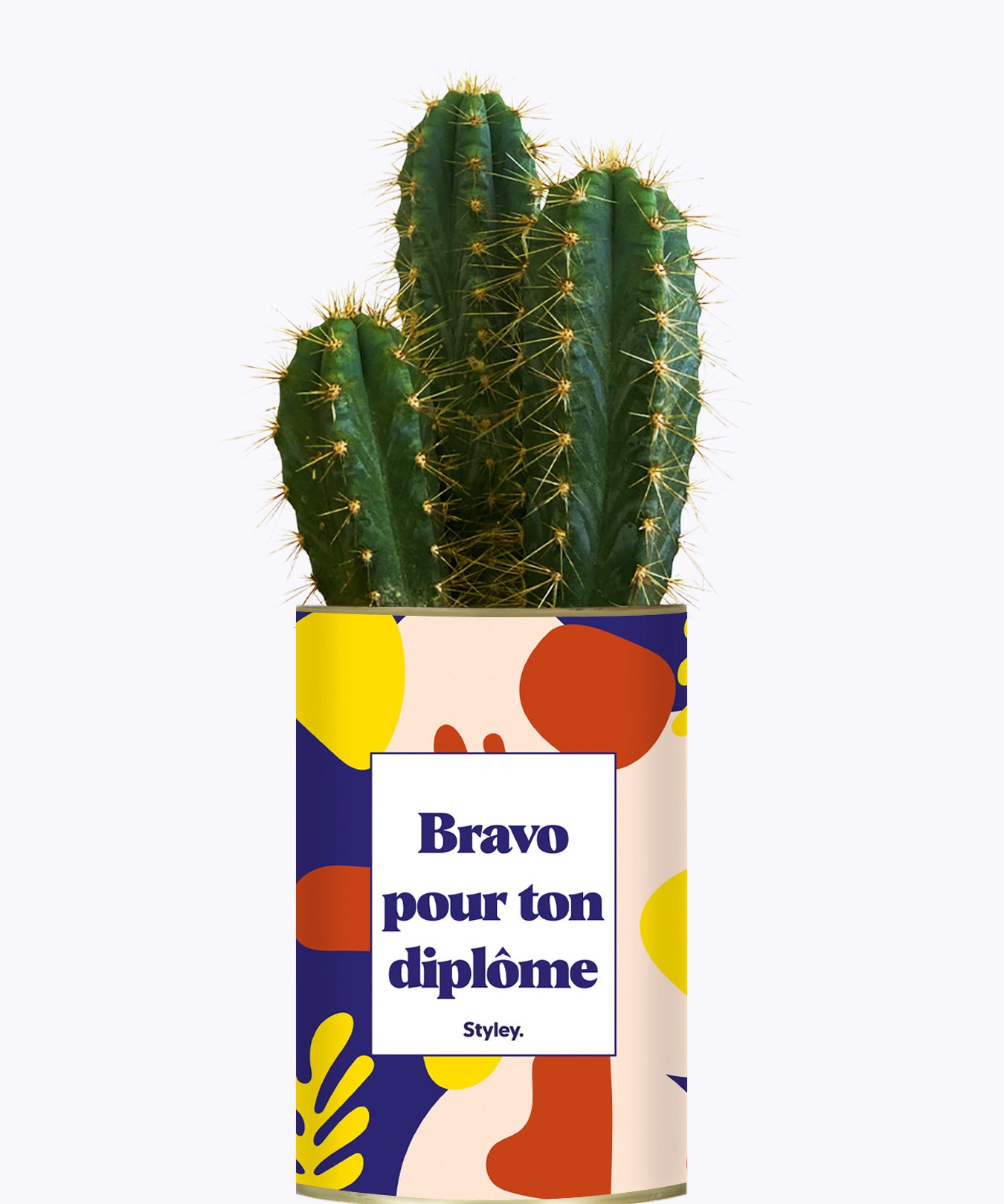 Bravo pour ton diplôme - Cactus