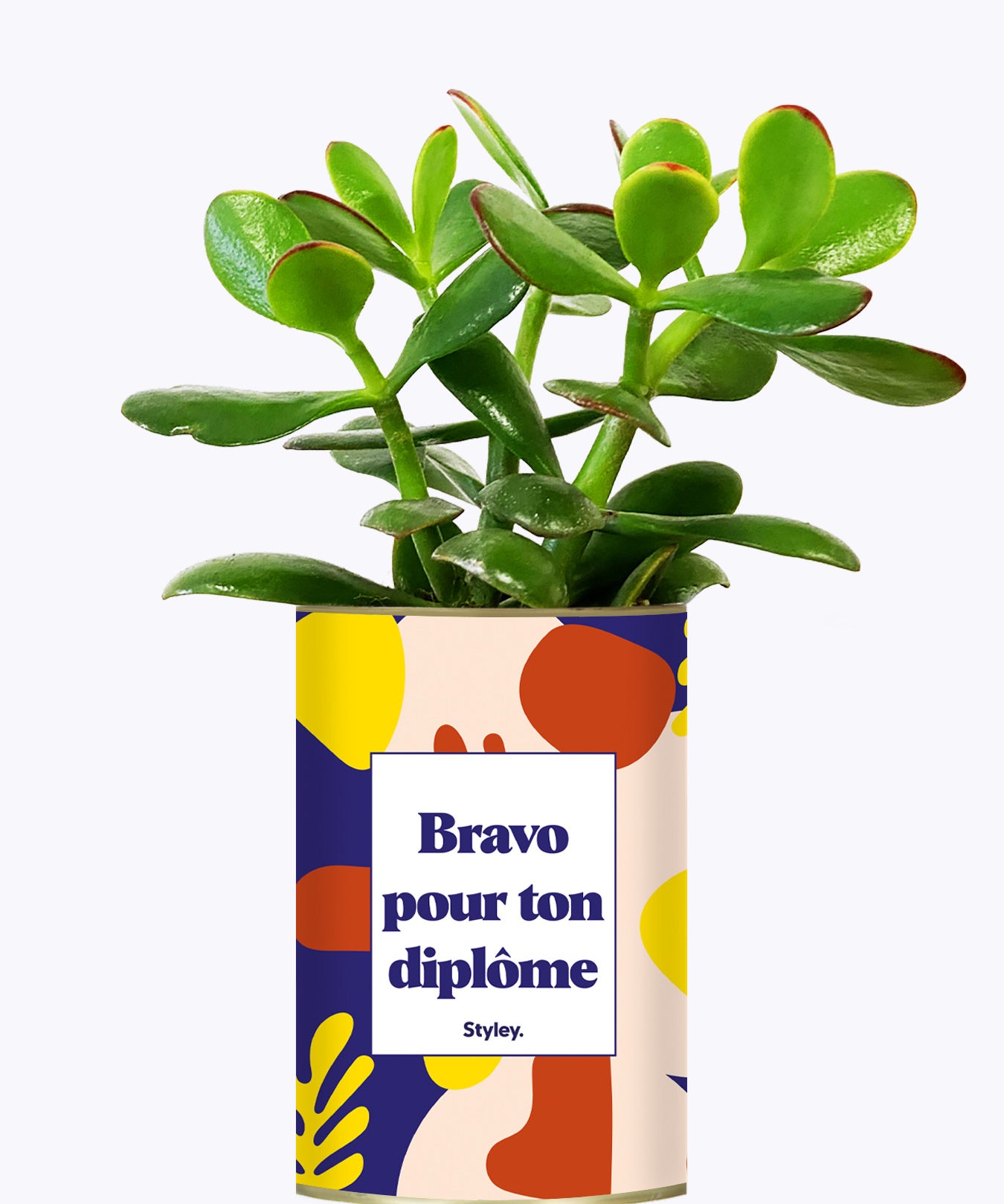Bravo pour ton diplôme - Cactus
