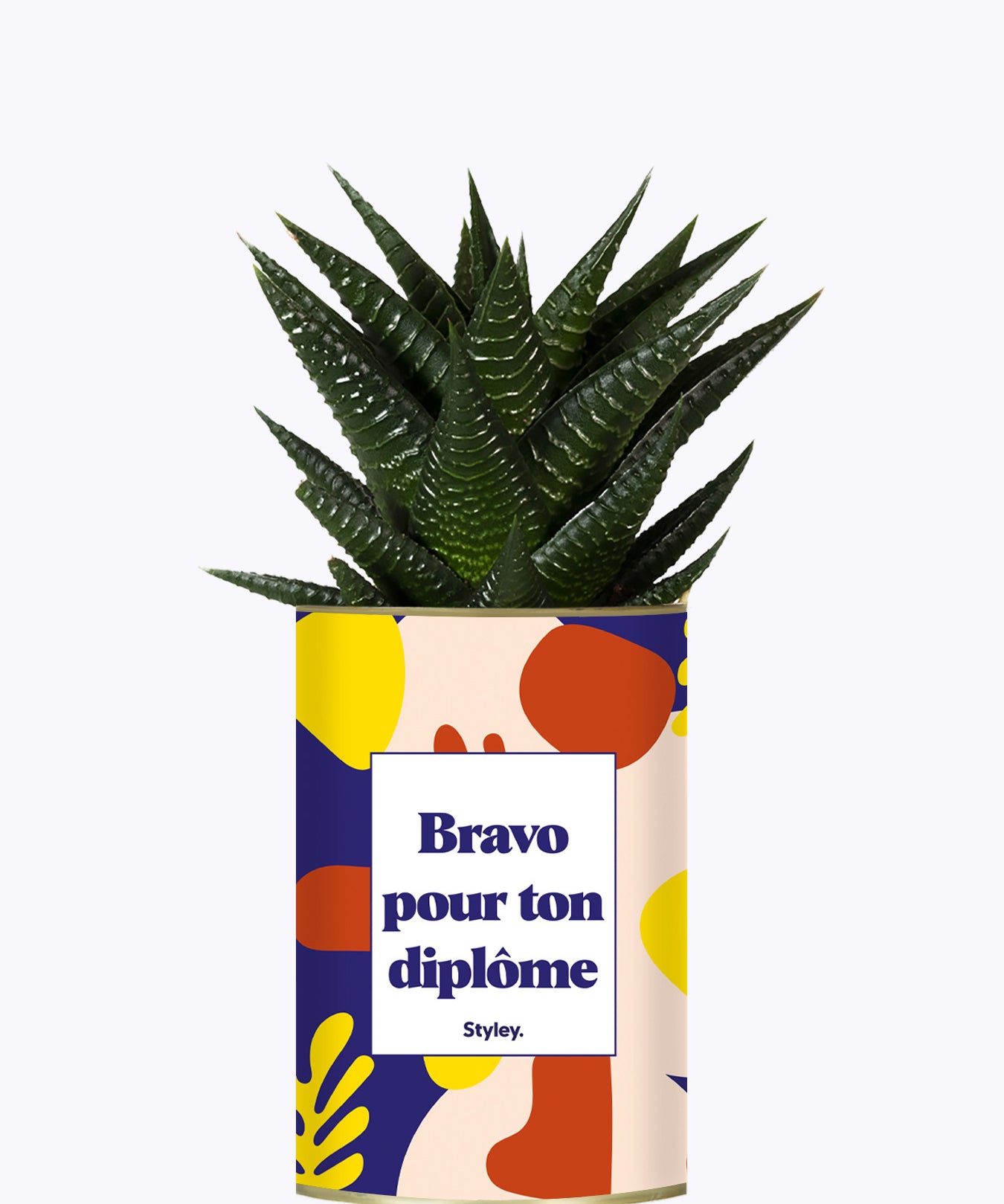 Bravo pour ton diplôme - Cactus
