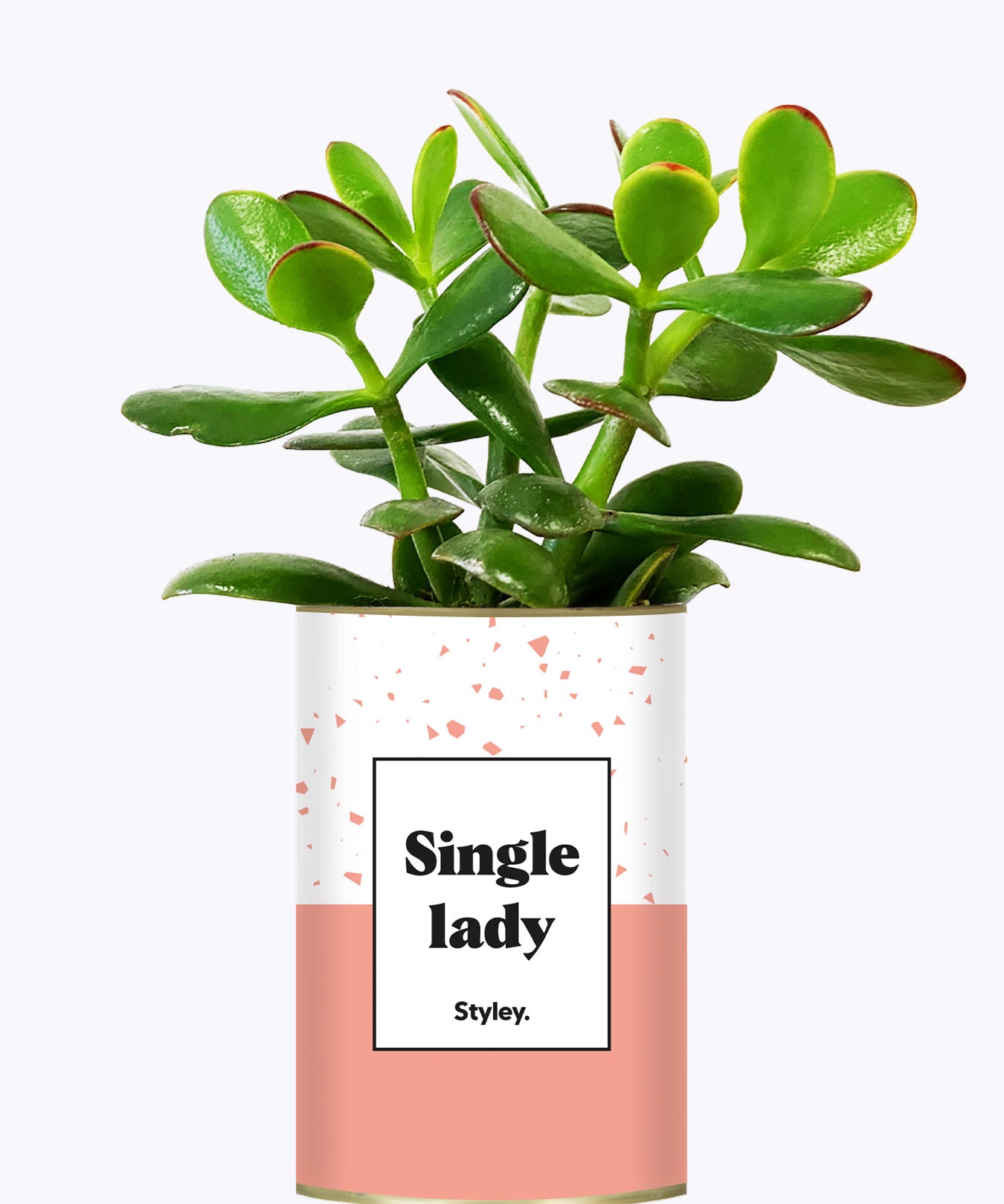 Single Lady - Cactus