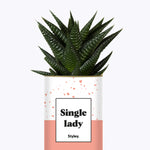 Single Lady - Cactus