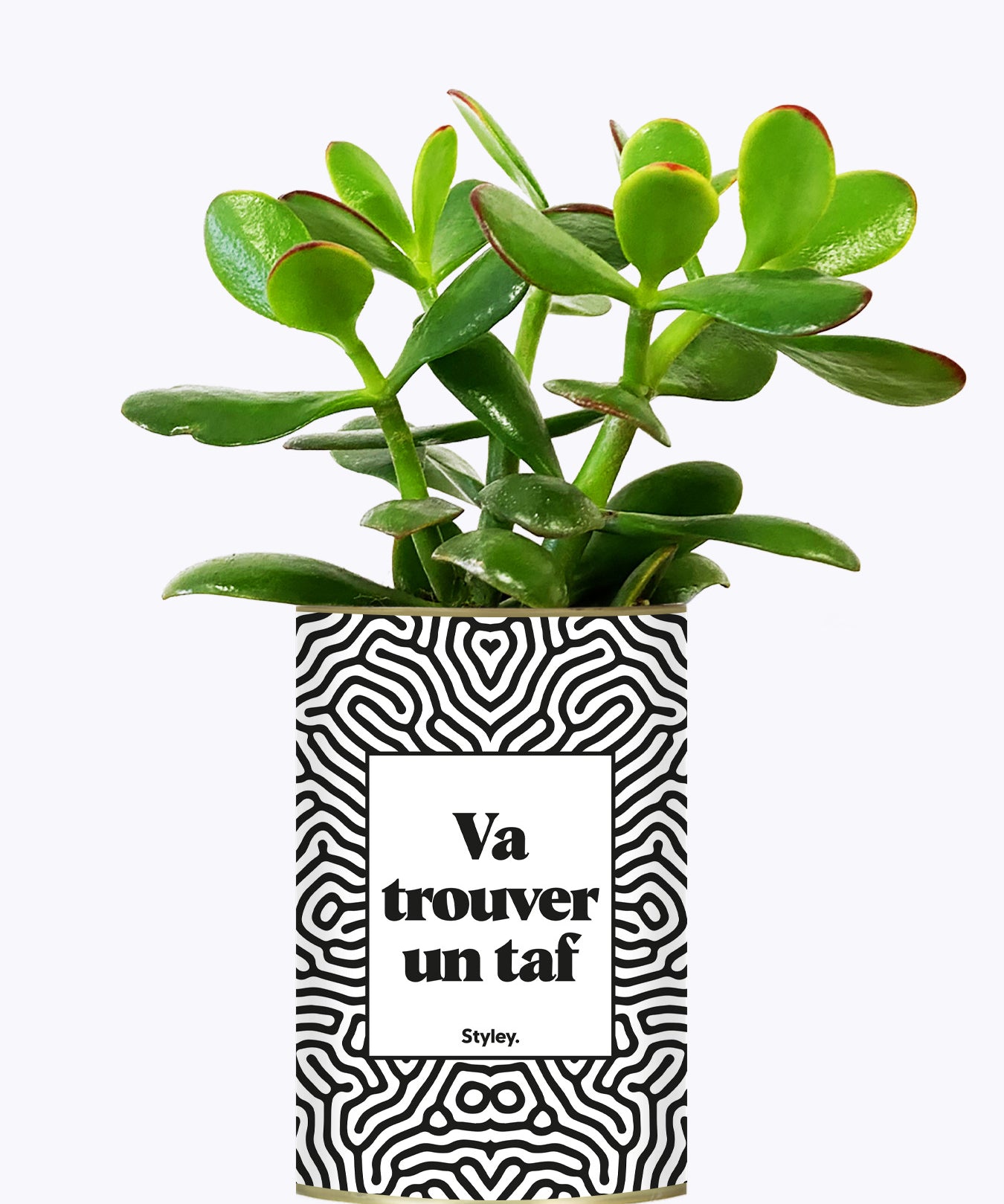 Va trouver un taf - Cactus