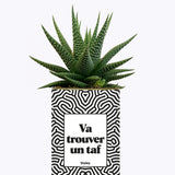 Va trouver un taf - Cactus