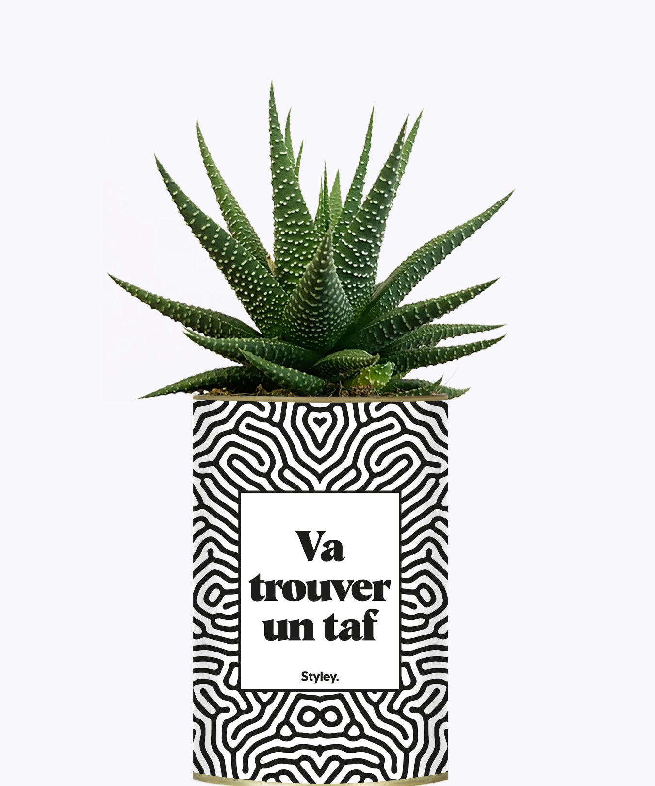 Va trouver un taf - Cactus