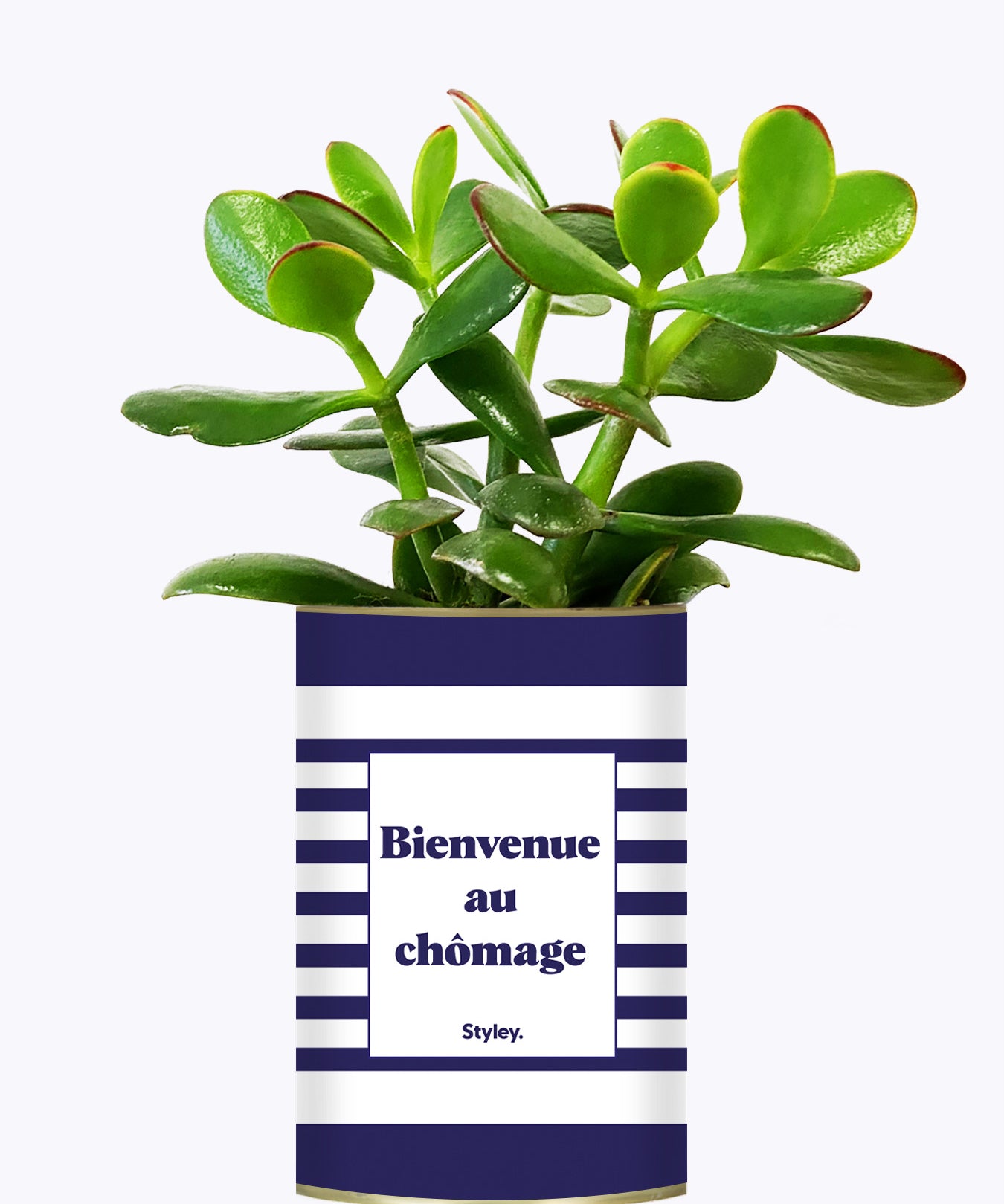 Bienvenue au chômage - Cactus