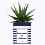 Bienvenue au chômage - Cactus