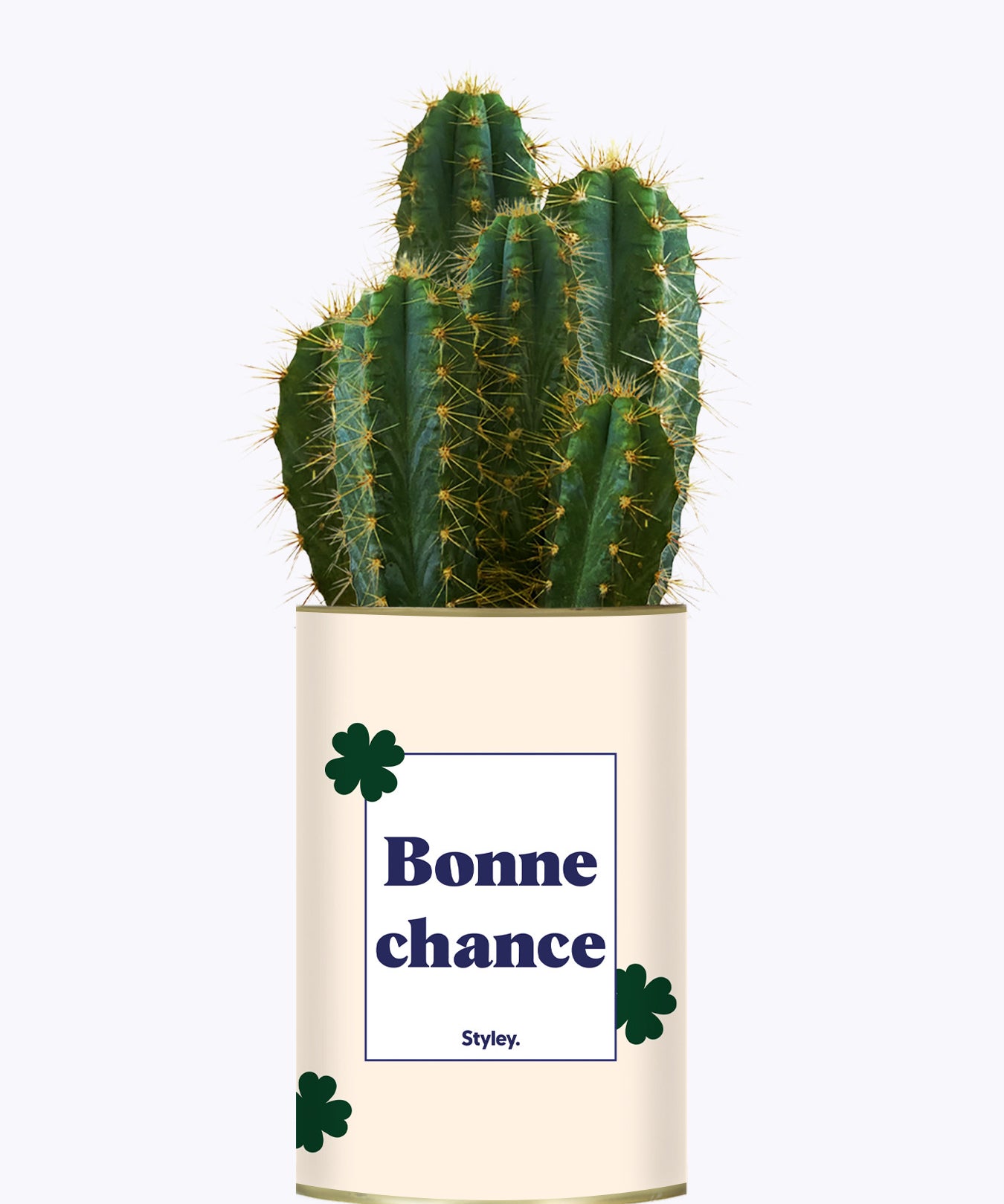 Bonne chance - Cactus