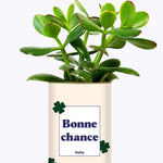 Bonne chance - Cactus