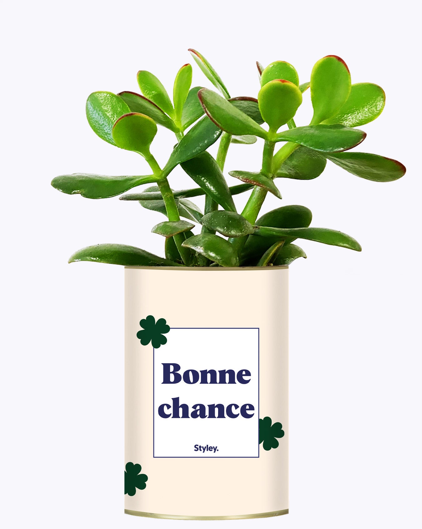 Bonne chance - Cactus