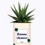 Bonne chance - Cactus