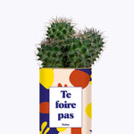 Te foire pas - Cactus