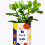 Te foire pas - Cactus