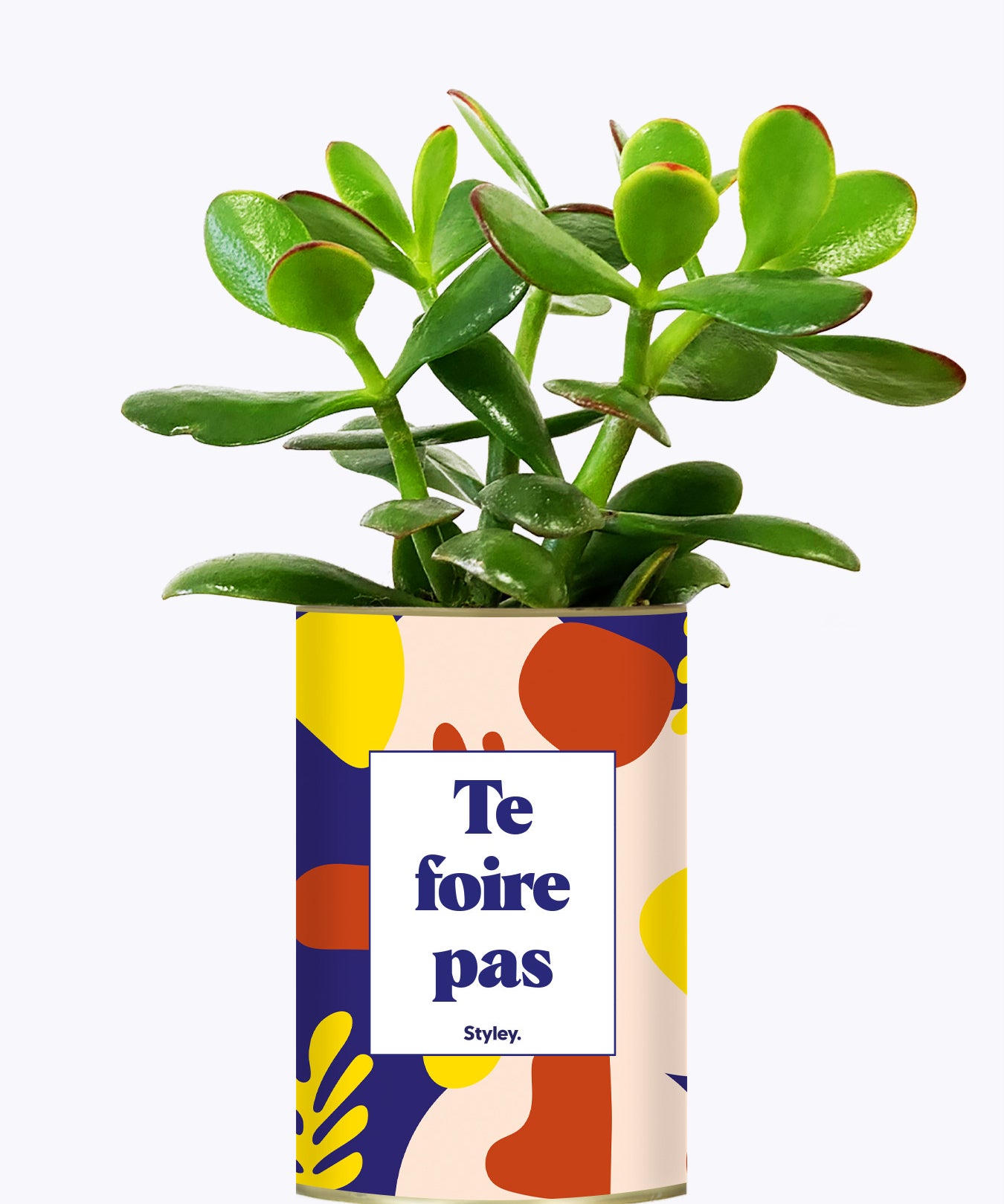 Te foire pas - Cactus