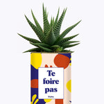 Te foire pas - Cactus