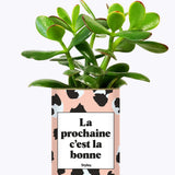La prochaine c'est la bonne - Cactus