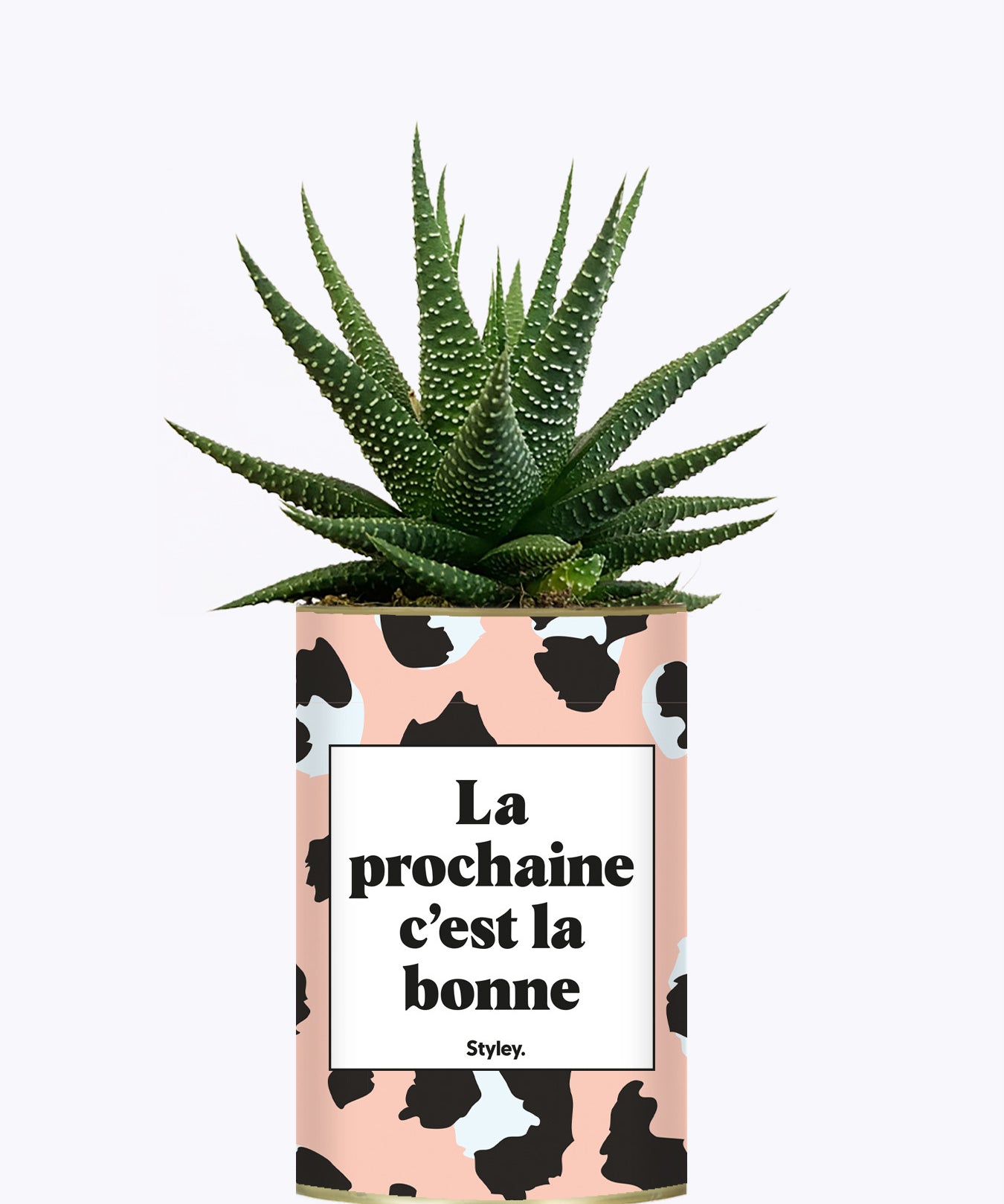 La prochaine c'est la bonne - Cactus