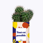 Tout est possible - Cactus