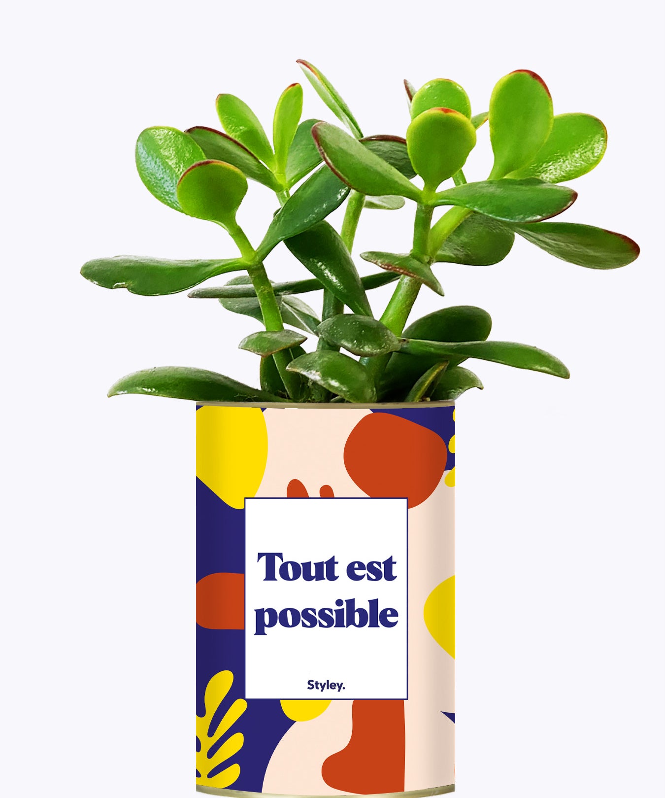 Tout est possible - Cactus