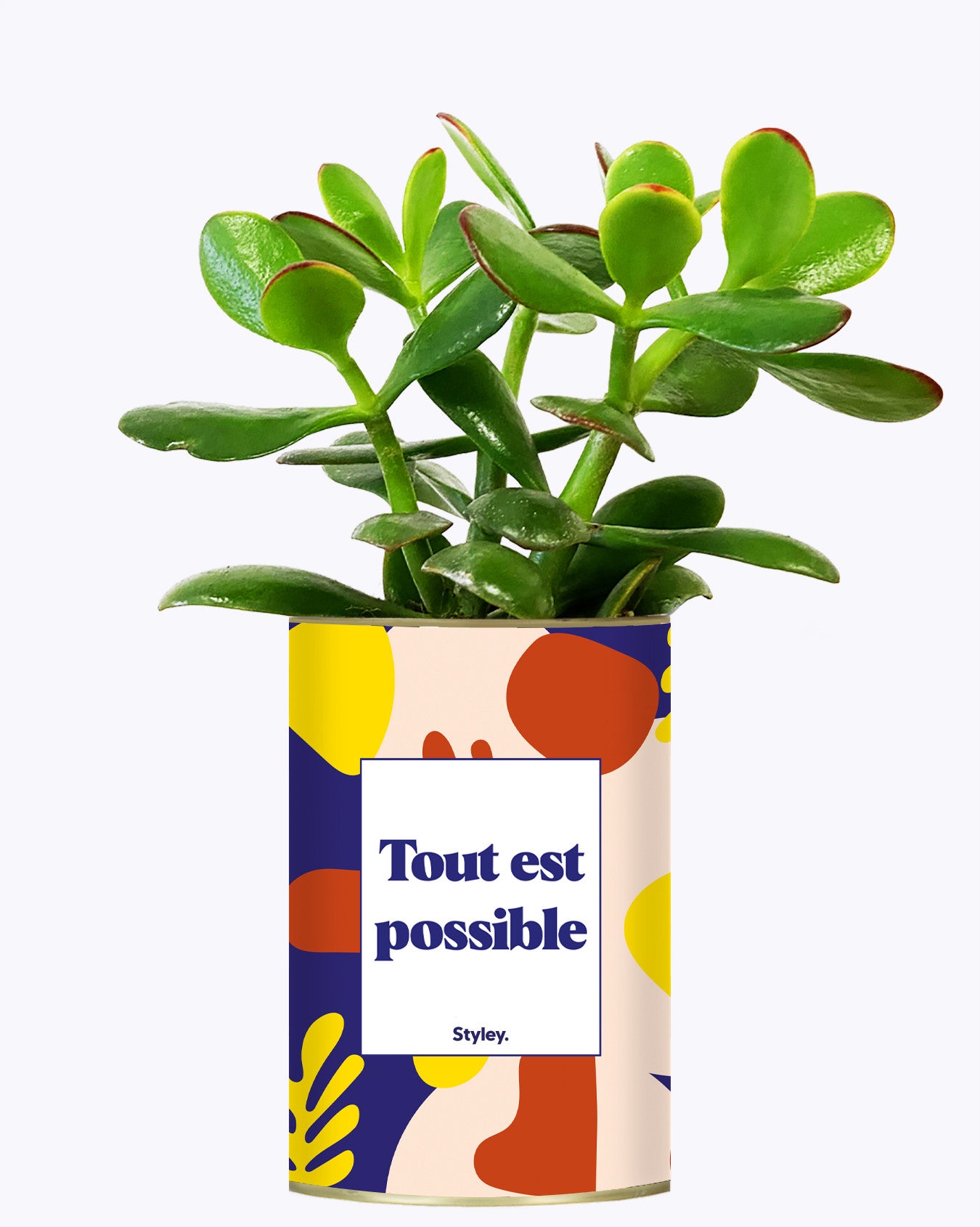 Tout est possible - Cactus
