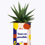 Tout est possible - Cactus