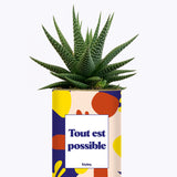 Tout est possible - Cactus
