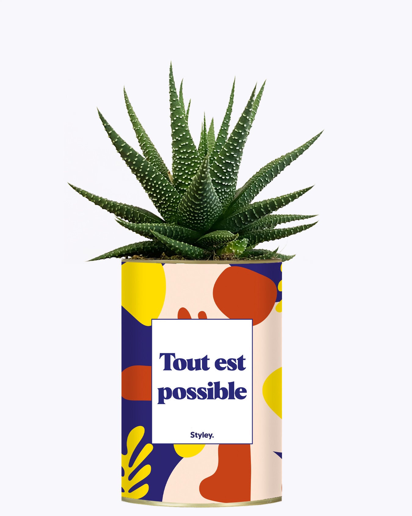 Tout est possible - Cactus