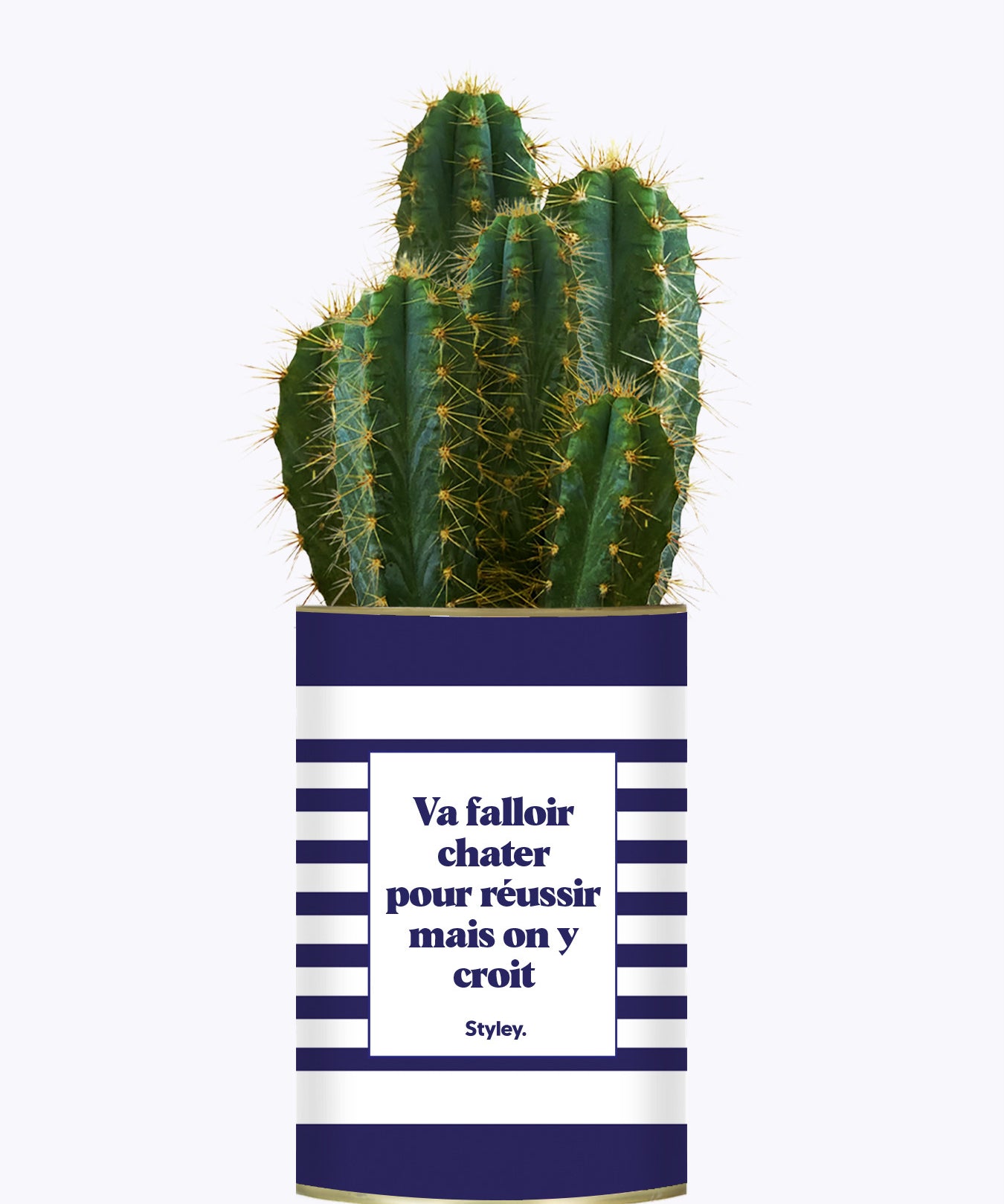 Va falloir chatter pour réussir - Cactus