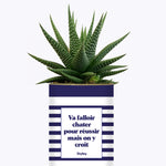 Va falloir chatter pour réussir - Cactus