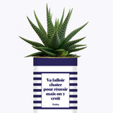 Va falloir chatter pour réussir - Cactus