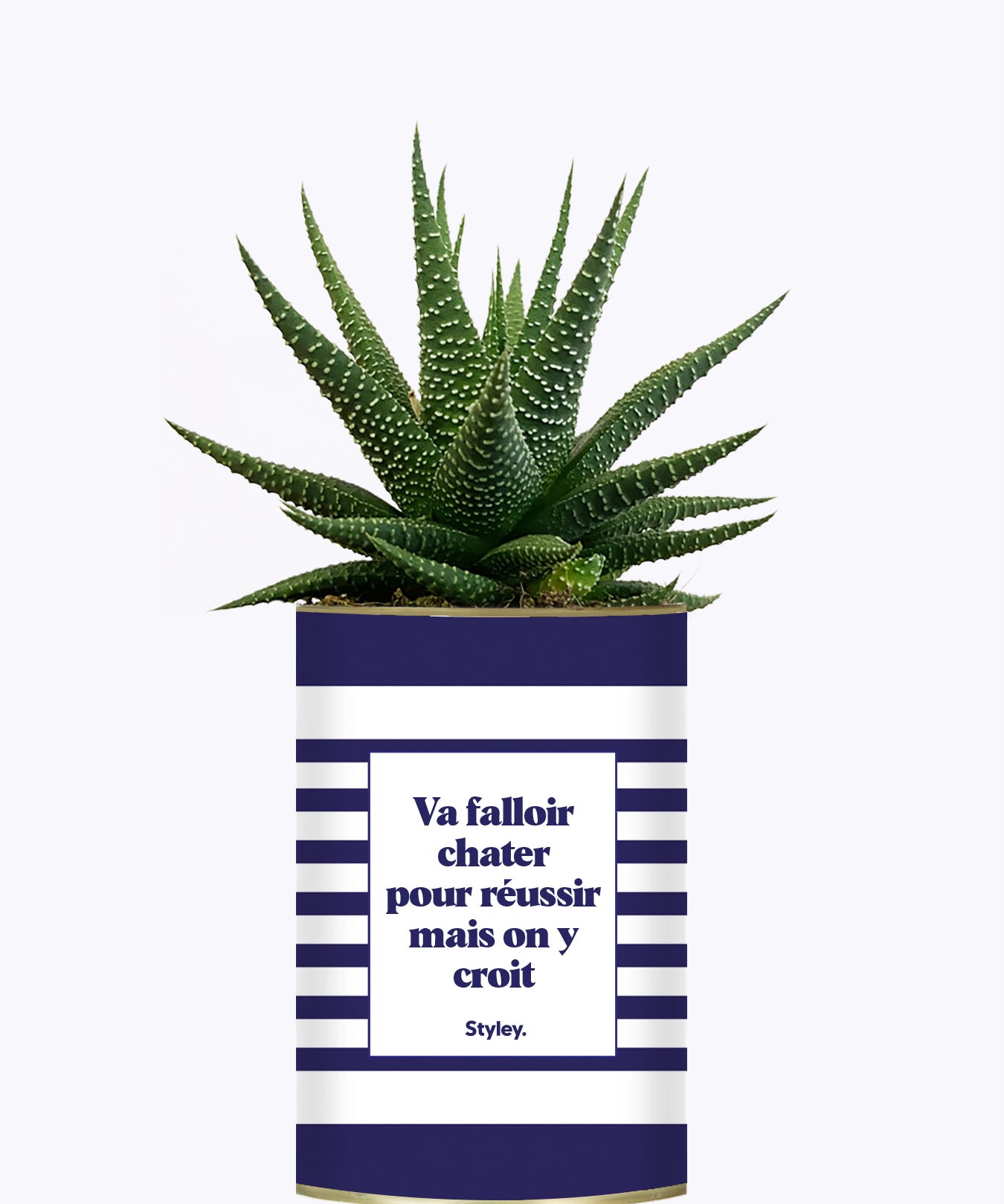 Va falloir chatter pour réussir - Cactus