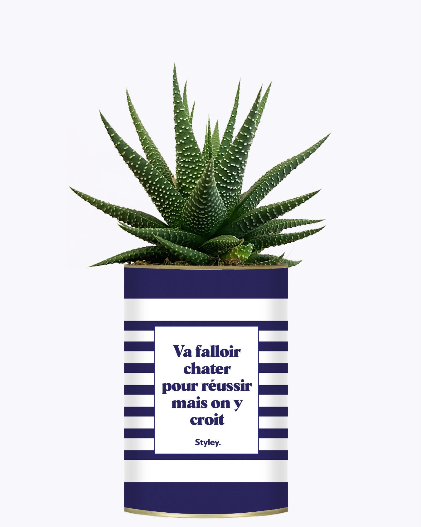 Va falloir chatter pour réussir - Cactus