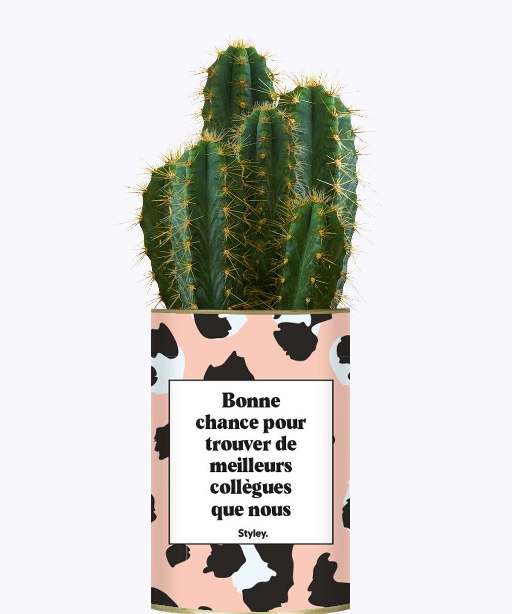 Bonne chance pour trouver de meilleurs collègues que nous - Cactus