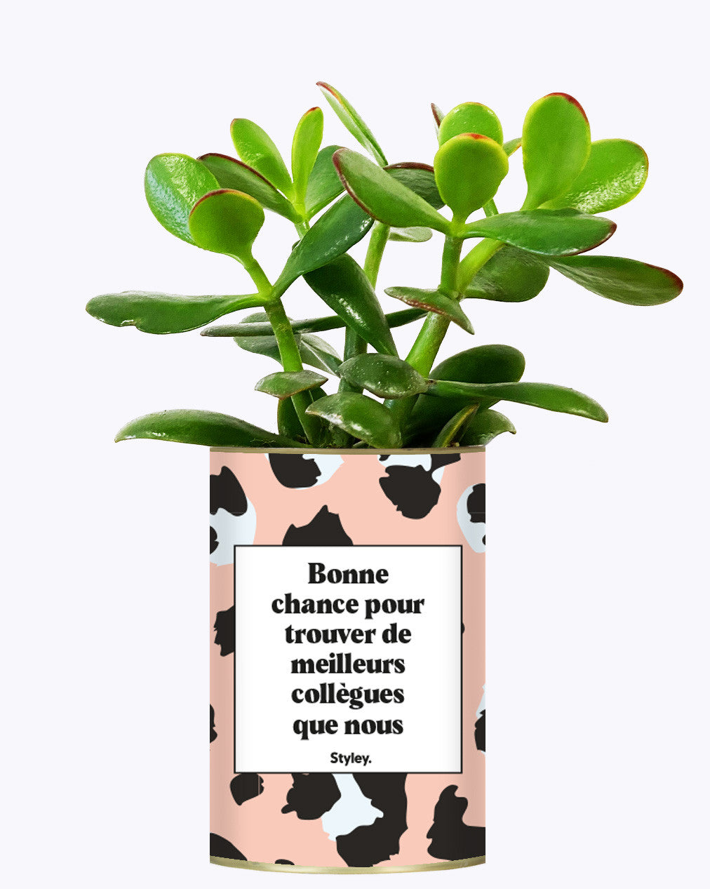 Bonne chance pour trouver de meilleurs collègues que nous - Cactus