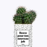 Bravo pour ton nouveau job - Cactus