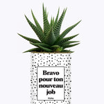 Bravo pour ton nouveau job - Cactus