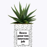 Bravo pour ton nouveau job - Cactus