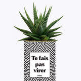 Te fais pas virer - Cactus
