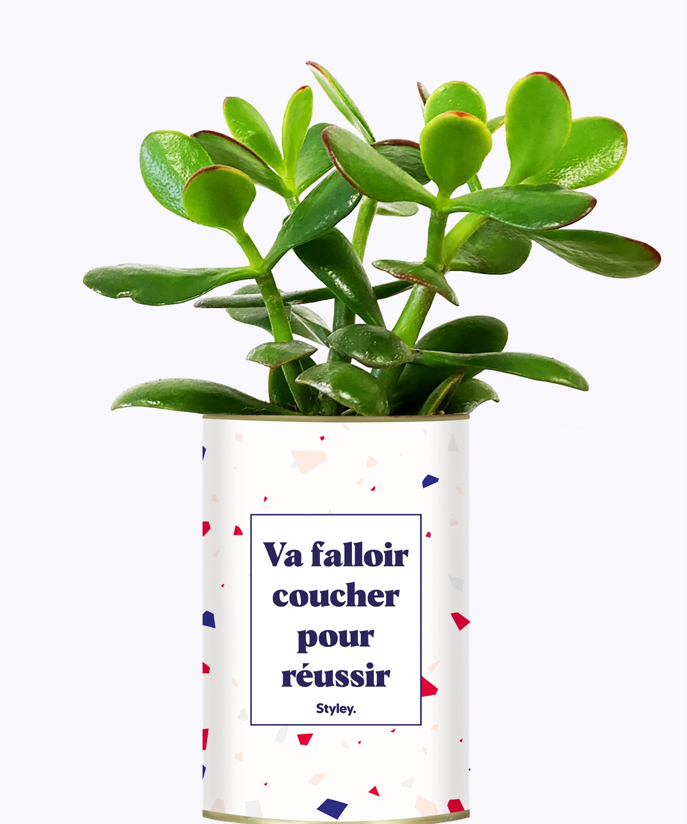 Va falloir coucher pour réussir - Cactus