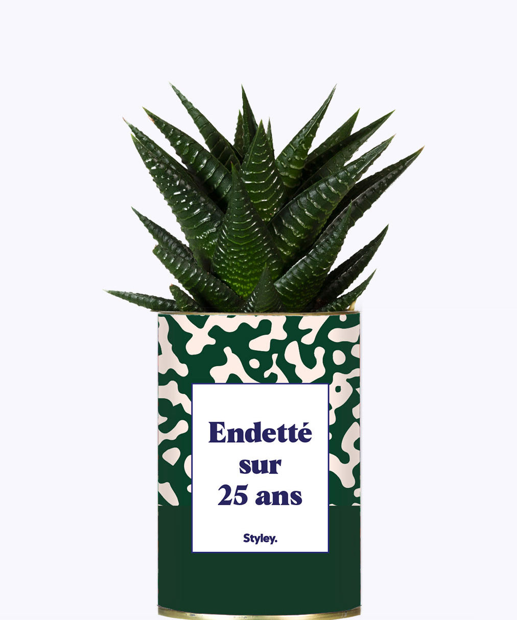 Endetté sur 25 ans - Cactus