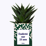 Endetté sur 25 ans - Cactus