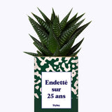 Endetté sur 25 ans - Cactus